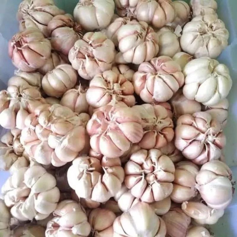 

Bawang putih 500gram