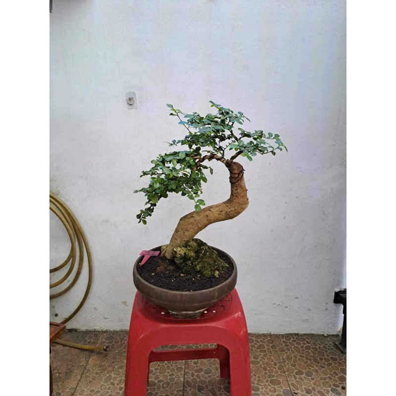Bonsai Serut gaya bunjin