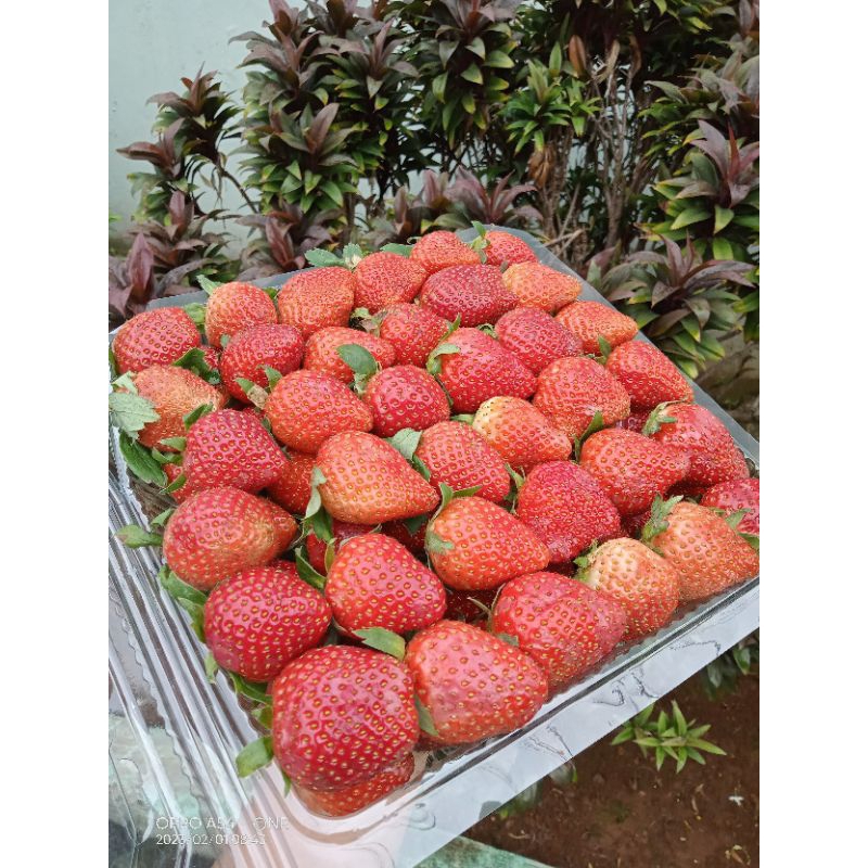 

STRAWBERRY FRESH -/+1KG