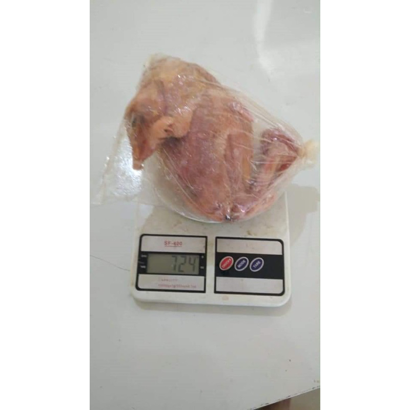 

ayam pejantan 0.7