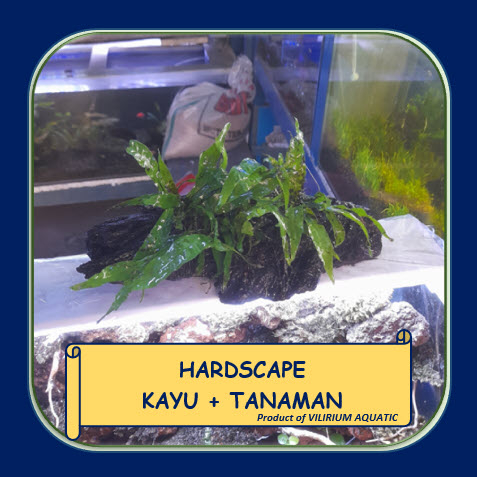 DEKORASI AQUASCAPE - HARDSCAPE KAYU + TANAMAN