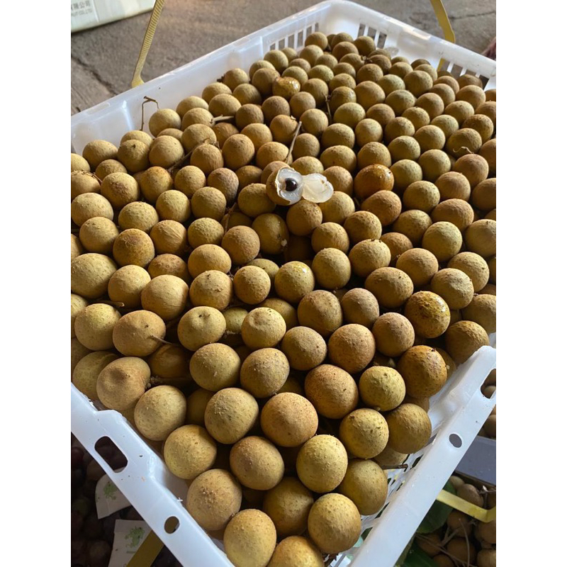 

KELENGKENG JUMBO MANIS TEBAL 500gr