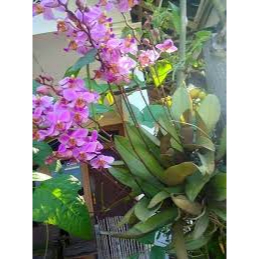 anggrek doritis rimbun