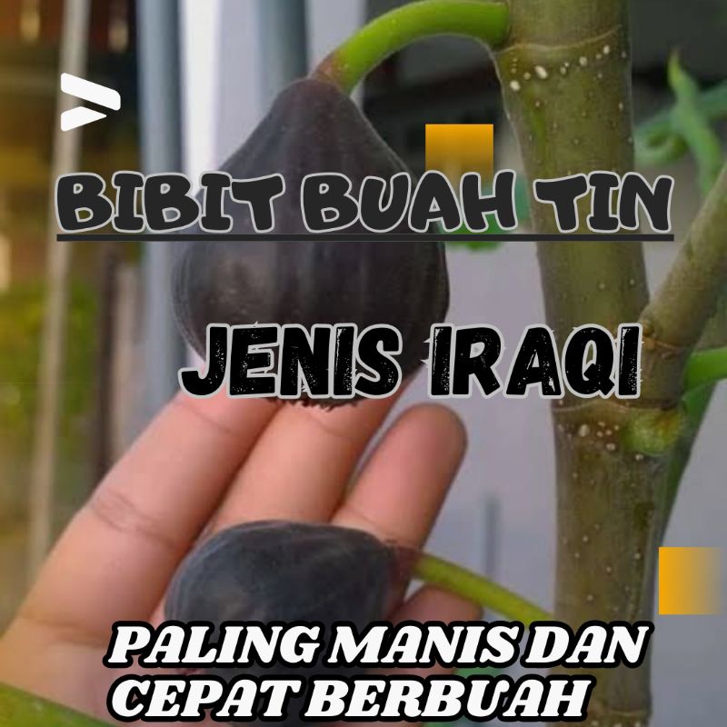 BIBIT BUAH TIN IRAQI PALING GAMPANG BERBUAH