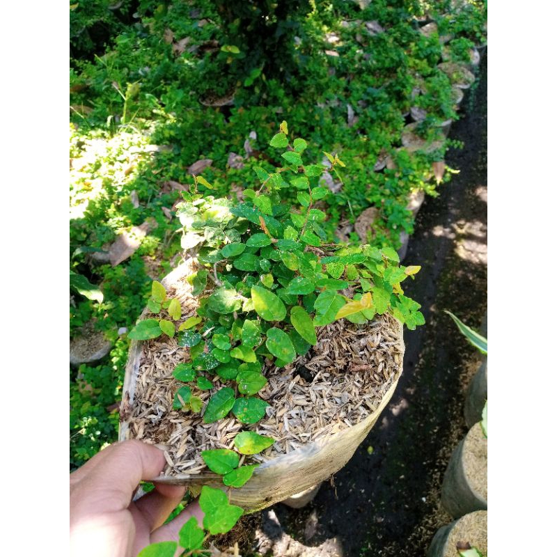 tanaman dolar rambat/ficus pumila (daun kecil)