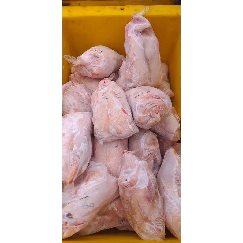 

Ready Stock Ayam Negeri berbagai ukuran ( bisa request dipotongkan )