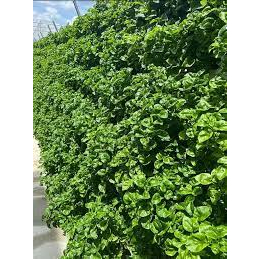 

daun bayam brazil/batang