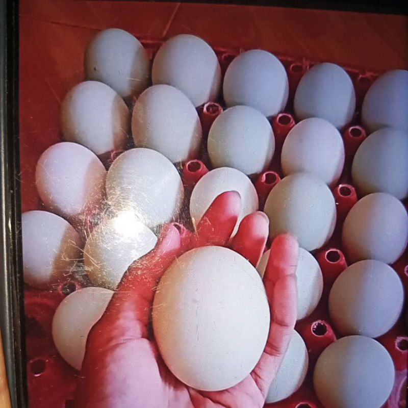 

Telur asin (10 biji) free kardus