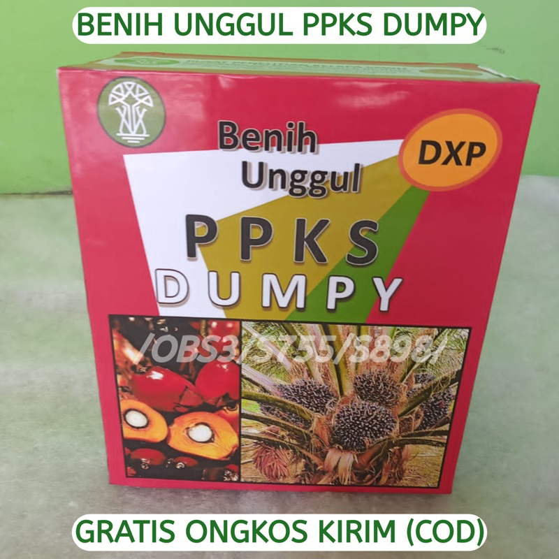 DXP PPKS DUMPY UNGGUL BIBIT KECAMBAH SAWIT KUALITAS UNGGULAN