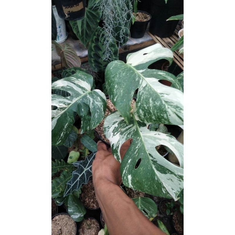 monstera farigata