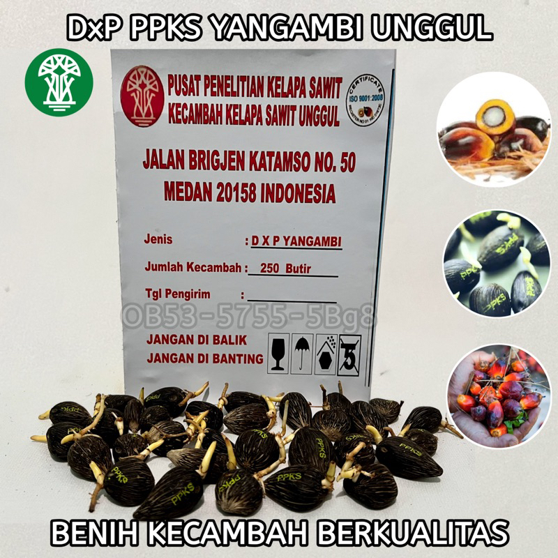 DXP PPKS YANGAMBI UNGGUL BIBIT KECAMBAH SAWIT KUALITAS UNGGULAN