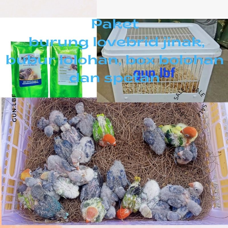 Paket Lolohan Burung Lovebrid Jinak Box Lolohan Bubur Lolohan Spetan