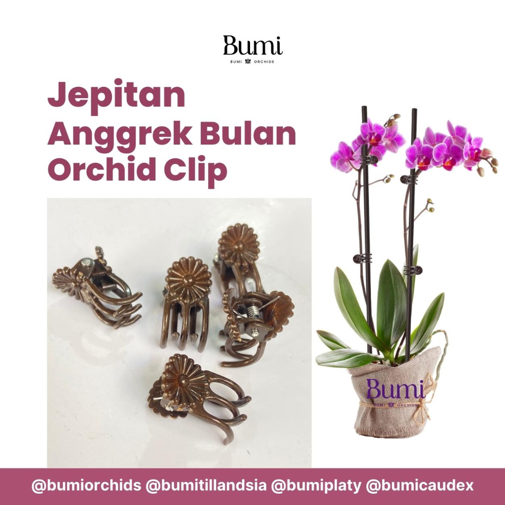 Jepitan Anggrek Bulan Orchid Clip Klip Jepit Batang Dahan Tanaman Bumi Orchids Pot Kawat Tangkai Tiang Besi