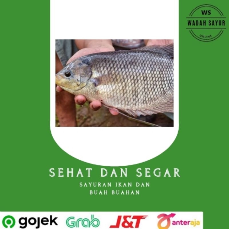 

Ikan Gurame Segar ( 500 Gram ) | Wadah Sayur Bogor