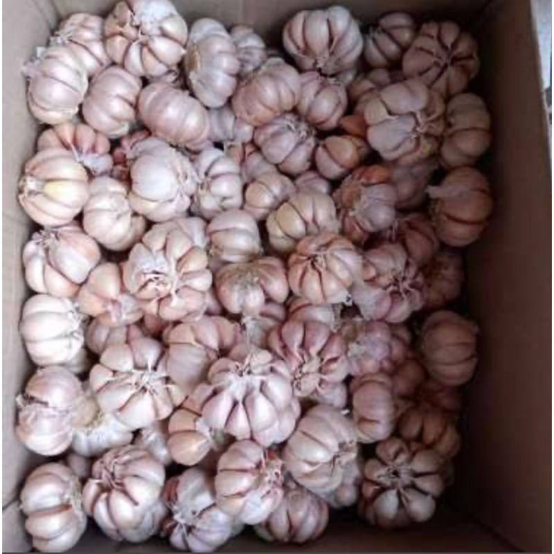 

bawang putih 1 kg/ bawang/ bawang murah/ bawang diskon/ bawang bagus/ bawang baru
