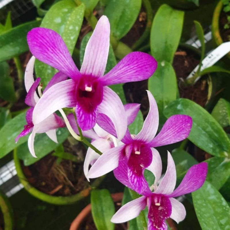 ANGGREK DENDROBIUM CAESAR SANAN WHITE DEWASA SPIKE KENOP BRBUNGA