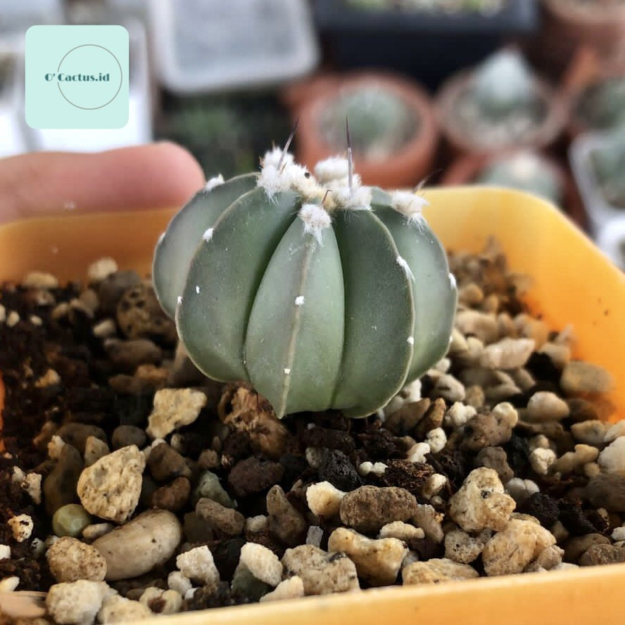 Astrophytum Capricorne Hybrid ( Astro kaktus seedling tanaman hias