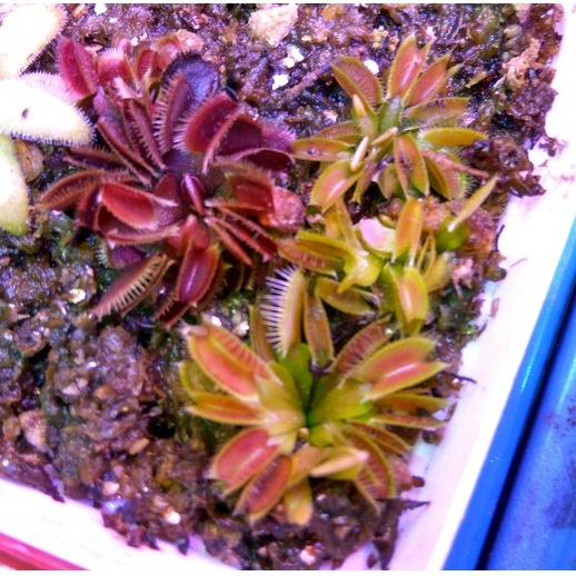 Tanaman Karnivora Venus Flytrap Murah