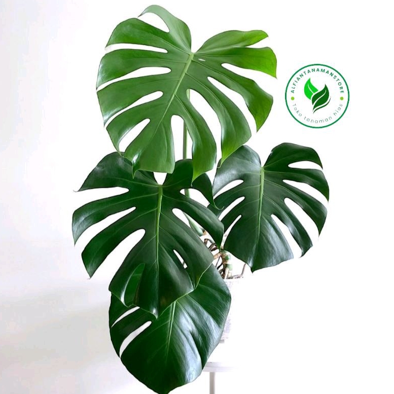 BISA COD tanaman hias monstera deliciosa - monstera deliciosa - tanaman rambat monstera