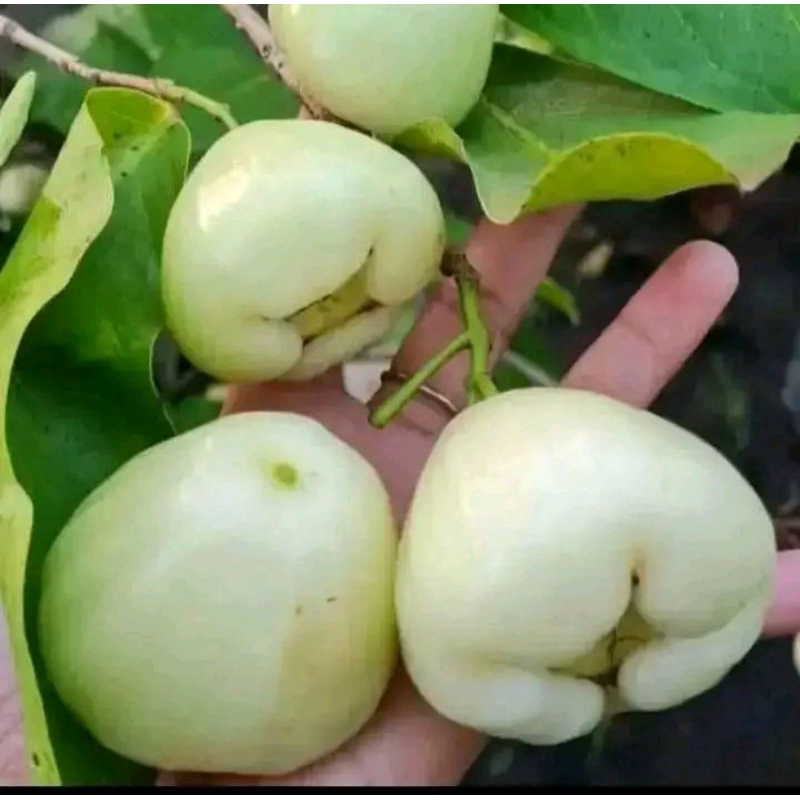 bibit jambu air madura jambu susu