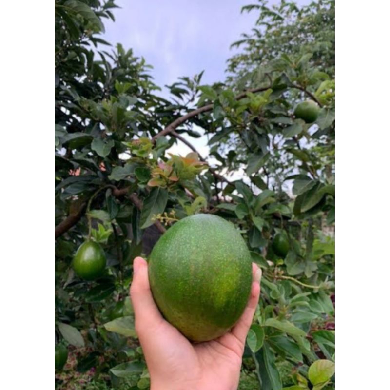 bibit alpukat miki batang besar cepat berbuah
