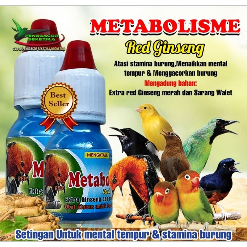 METABOLISME Red Ginseng Penggacor Burung Pleci Kolibri Sogon Murai Batu