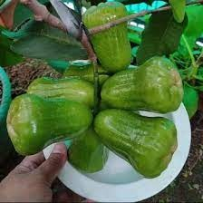 Jambu Air kiojok | Cepat berbuah | Berbuah Dalam Pot