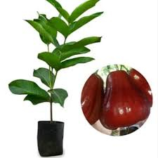 Jambu Madu Deli