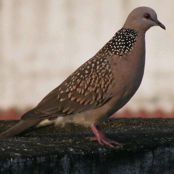 Burung tekukur / derkuku bisa pilih lokal warna putih leopard red white strip cemani dll.