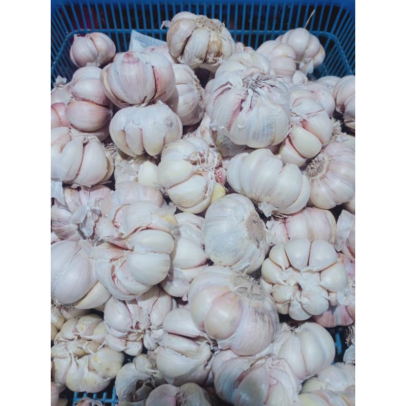 

bawang putih