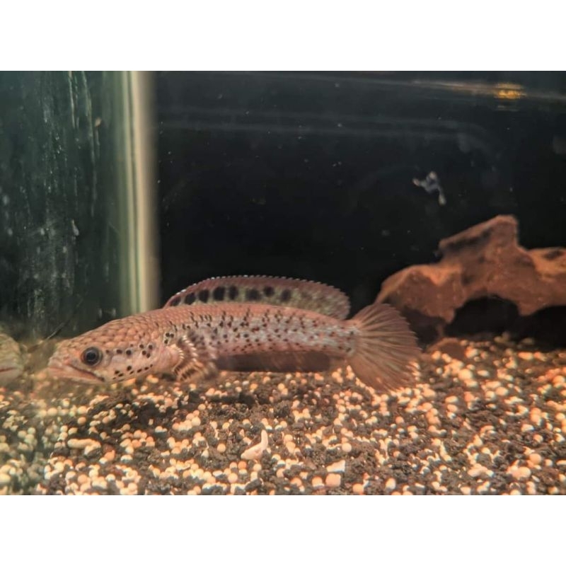 

Ikan Chana Orna Yellow Lips 6-7cm Ketu Flaring