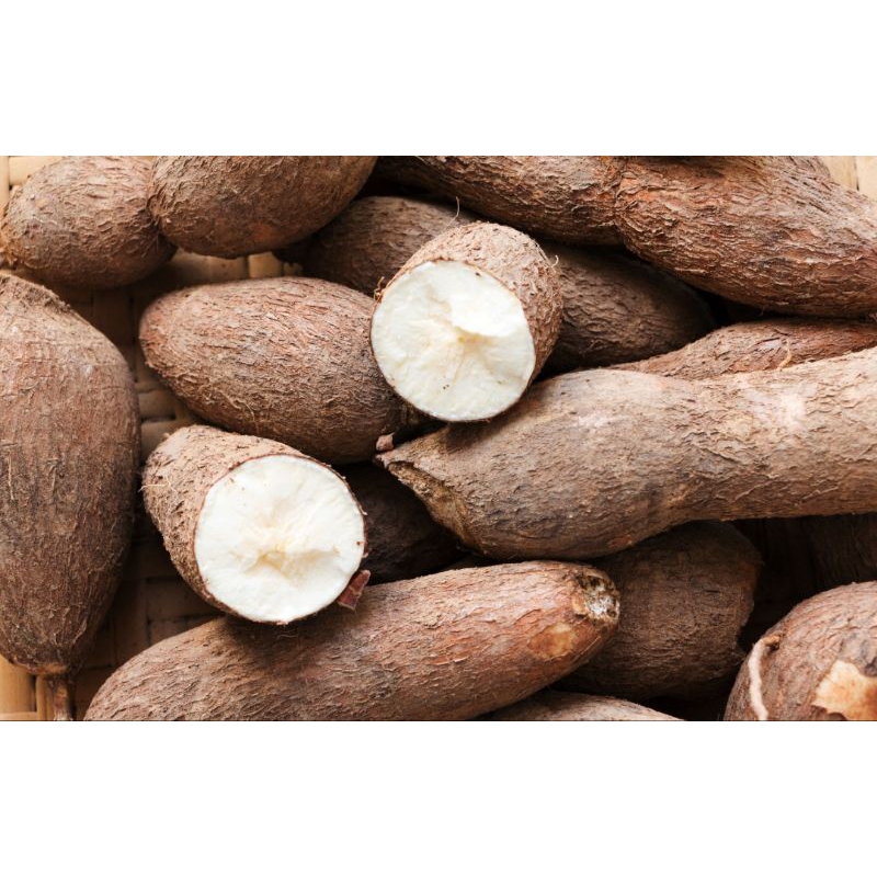 

singkong pulen mantap tidak pait