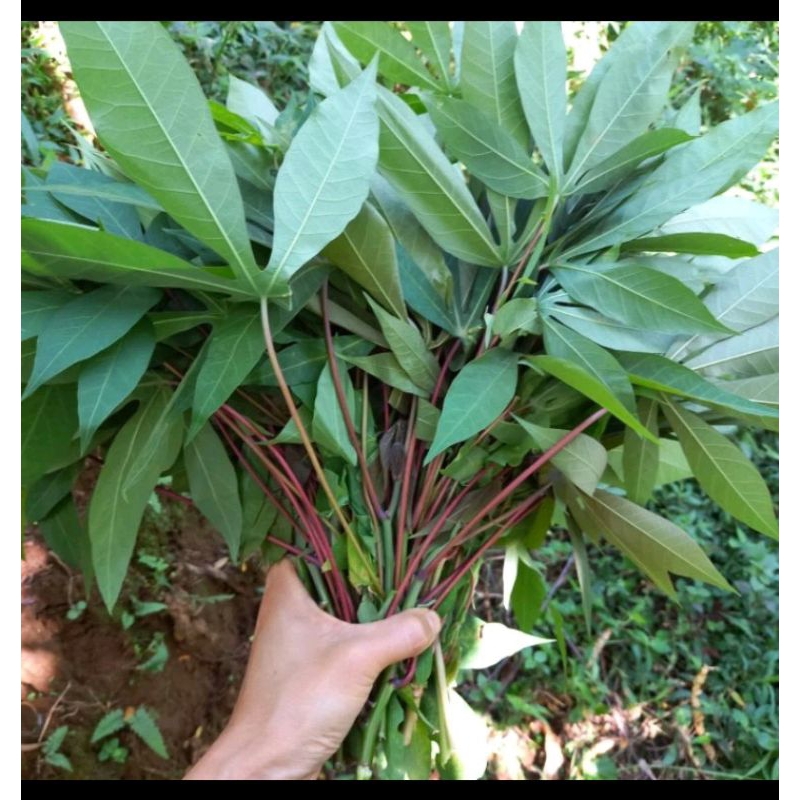 

daun singkong segar per batang