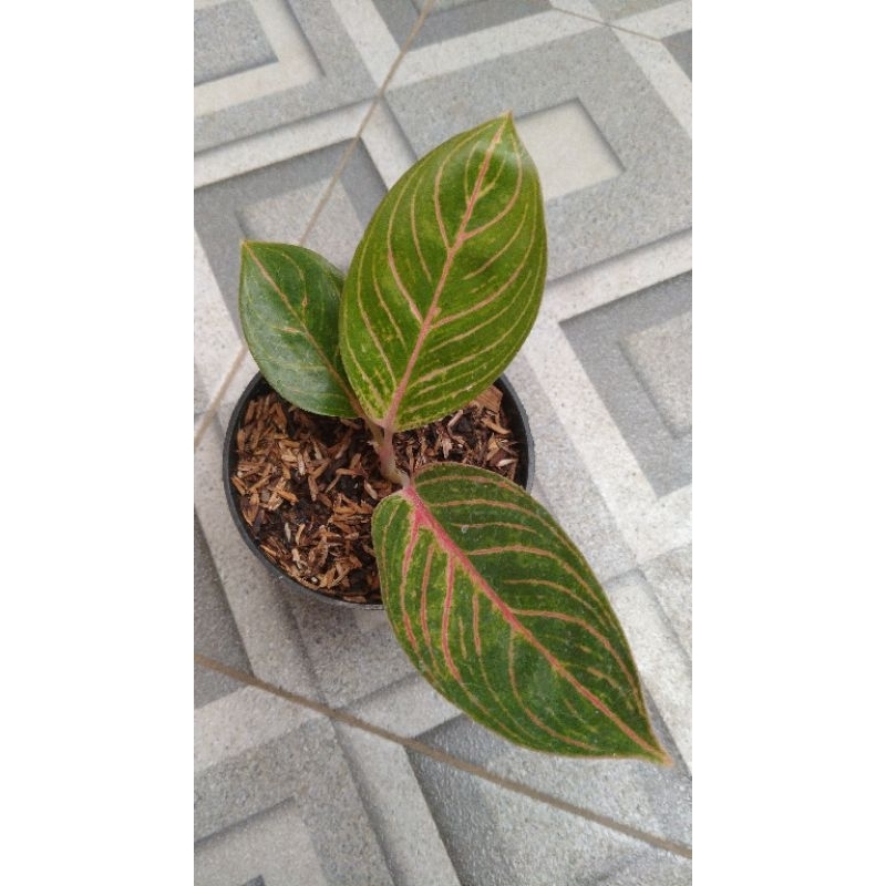 Aglaonema Kresna Golden Baby