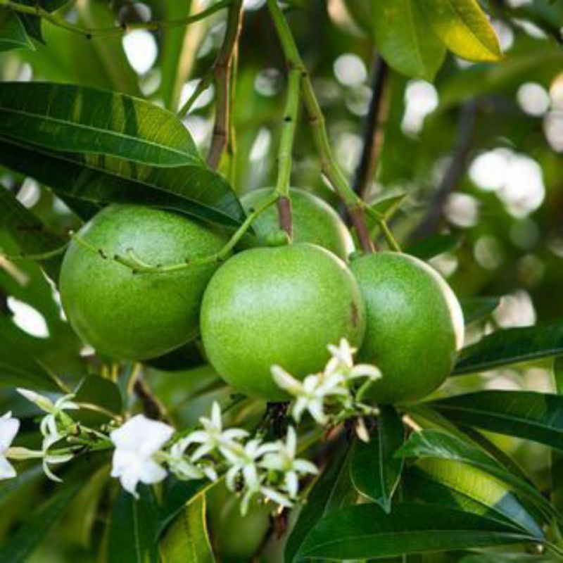 Buah pengusir tikus bintaro simpalak