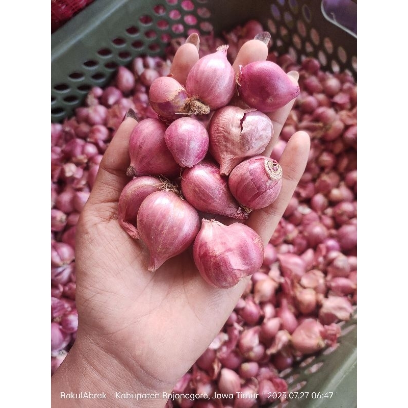 

BAWANG MERAH / BRAMBANG MERAH / BRAMBANG NGANJUK