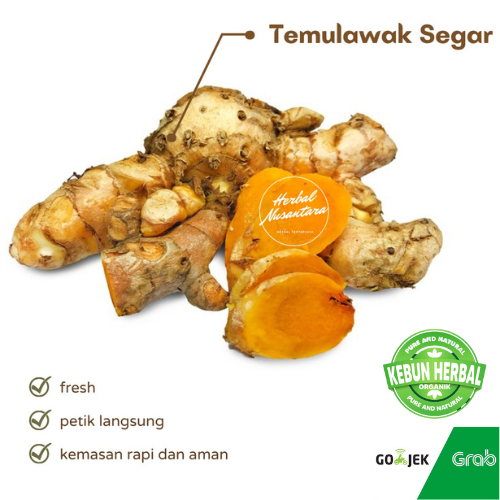 

1Kg Temulawak Segar CURCUMA XANTHORRHIZA Temulawak Herbal