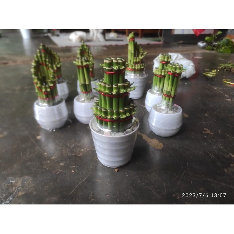 tanaman hias bambu hoki/pohon souvenir bambu hoki