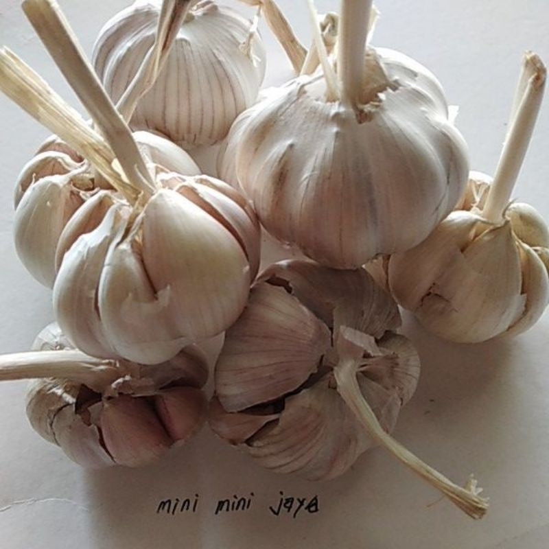 

Bawang putih 250gr, 500gr dan 1000gr. Bawang putih 1/4 kg, 1/2 kg dan 1 kg