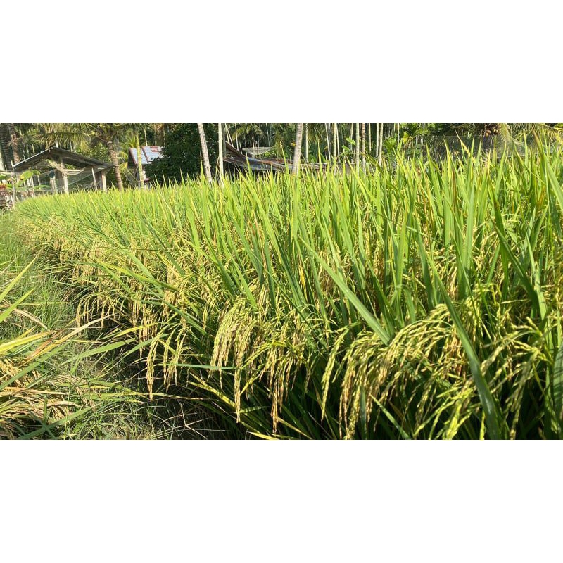 BENIH PADI MR 219 kemasan 1 kg