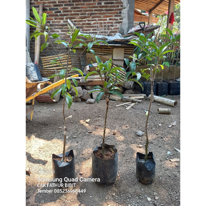 1paket bibit sawo jumbo sawo manila sawo mentimun