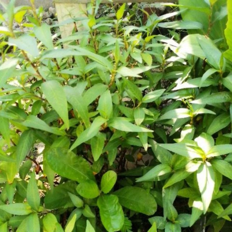 

DAUN KESUM/LAKSA/KAMBOJA MINT SEGAR KEMASAN 500 GRAM