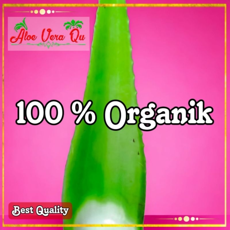 

PELEPAH LIDAH BUAYA JUMBO /ALOEVERA JUMBO ORGANIK (500gr)