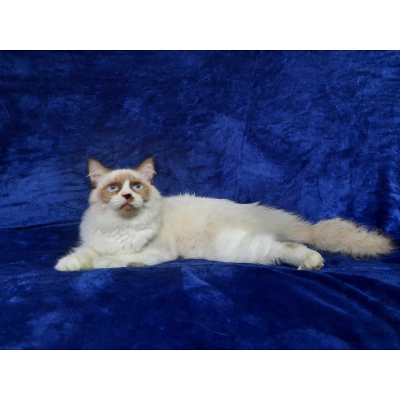 kucing kitten ragdoll ragdol pure simetris