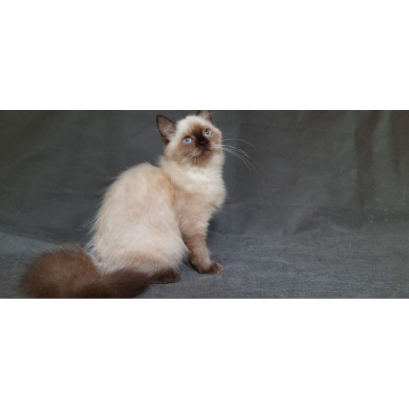 kucing kitten himalaya sealpoint pure