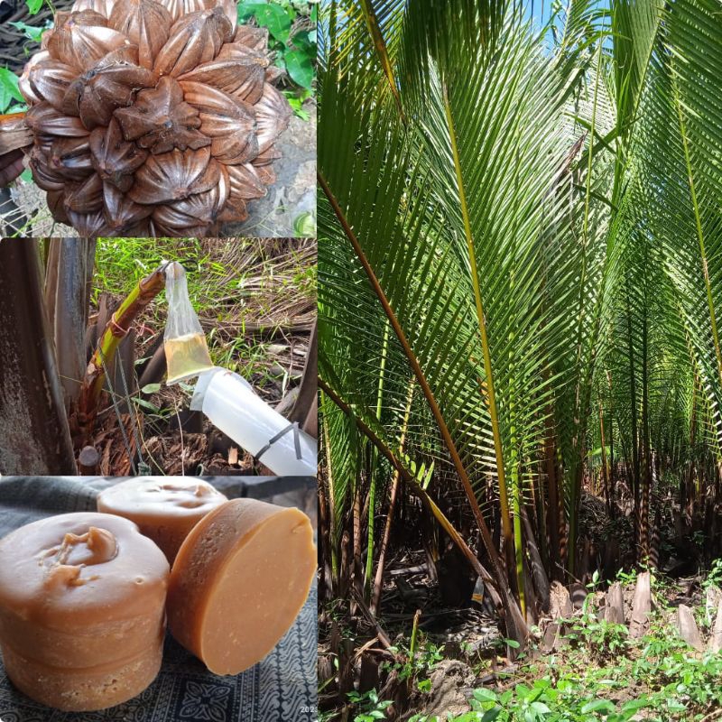 

Gula Nipah Dahon Asli Obat Herbal Tradisonal / Pcs