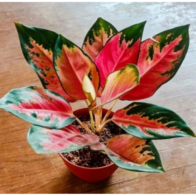 Aglonema red Kochin jumbo rimbun