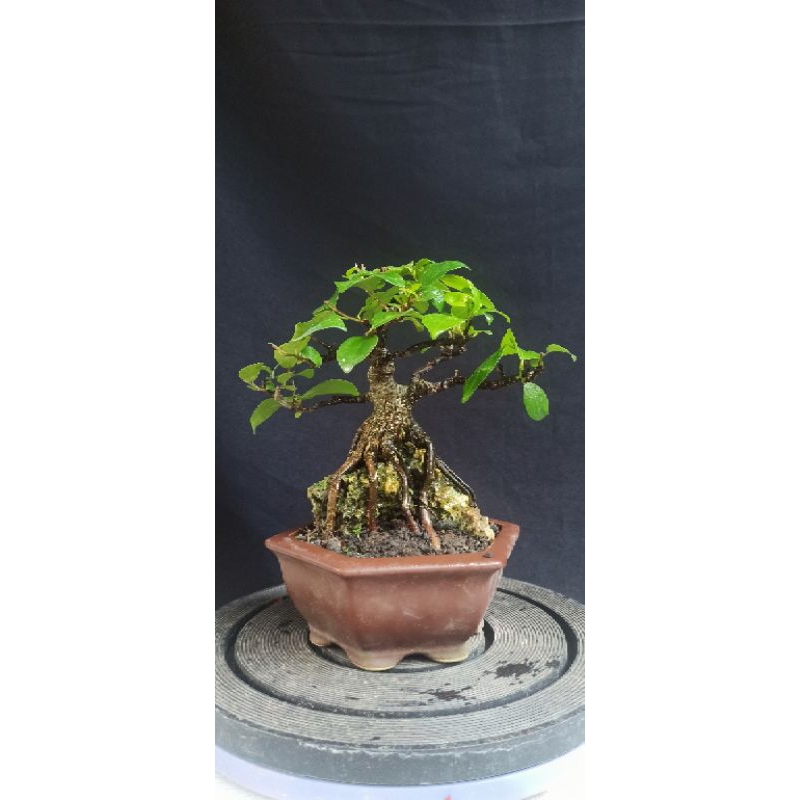 bonsai iprik