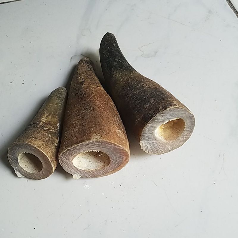 tanduk sapi dan kerbau bule padatan (1pcs)