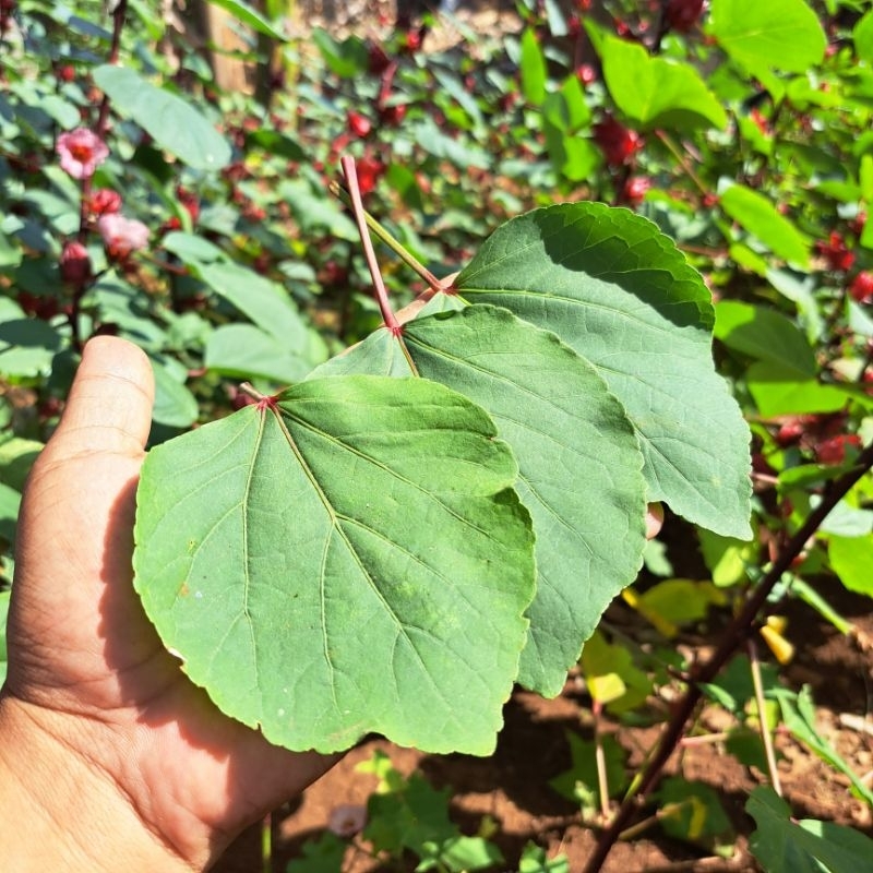 

Daun Rosella Merah Segar Fresh 500 gram